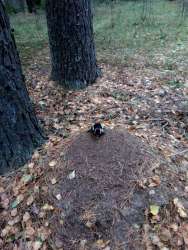 IMG-20170918-WA0001.jpg