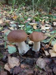 IMG-20170918-WA0004.jpg