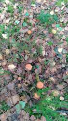 P_20170918_151759_vHDR_Auto.thumb.jpg.7654fccdf41c359d864050459b114d03.jpg