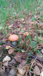 P_20170918_151805_vHDR_Auto.thumb.jpg.0602409add678fc5b4953d72d1930a49.jpg