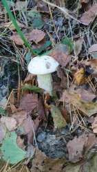 P_20170918_153147_vHDR_Auto.thumb.jpg.e63e963919f596f697195131a2d0a0f7.jpg