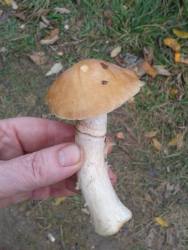 20171011_153328.thumb.jpg.6760bc2847a26e06be16f1637c86142b.jpg