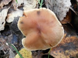 Cortinarius Cyclocybe 170913 (3).JPG