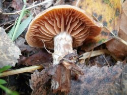 Cortinarius Cyclocybe 170913 (6).JPG