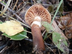 Cortinarius Cyclocybe 170913 (7).JPG