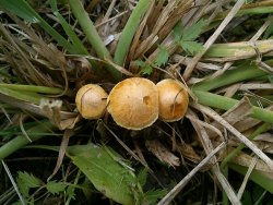 Agrocybe ochracea 170927 (1).jpg