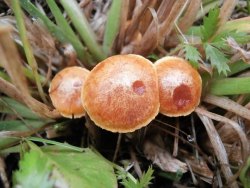 Agrocybe ochracea 170927 (2).JPG