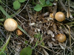 Agrocybe ochracea 170927 (3).jpg