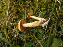 Agrocybe ochracea 170927 (4).jpg