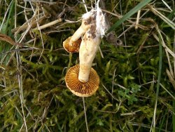 Agrocybe ochracea 170927 (5).jpg