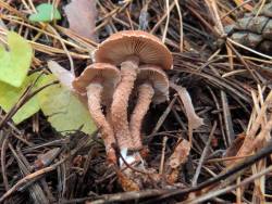 Cystoderma_granulosum_CVI_20171013-02.jpg