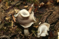 Helvella_latispora_PSA_20170609-01.jpg