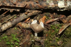 Helvella_latispora_PSA_20170609-04.jpg