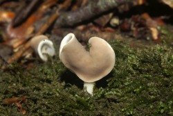 Helvella_latispora_PSA_20170609-05.jpg