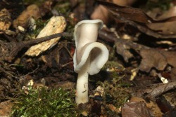 Helvella_latispora_PSA_20170609-08.jpg