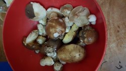 IMG-20171024-WA0003.jpeg