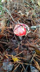 P_20171020_085947_vHDR_Auto.thumb.jpg.1d65ac98ee37433f0b809c171319fdbf.jpg