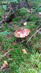 P_20171020_093144_vHDR_Auto.thumb.jpg.ebe0a69ad94c5832da57e33565464c06.jpg