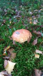 P_20171020_093302_vHDR_Auto.thumb.jpg.5c389aeebf736ed07ff559ac8b2dec65.jpg