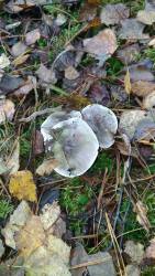 P_20171020_094032_vHDR_Auto.thumb.jpg.2b2389a85911553f677ecd6f3b32c3a9.jpg