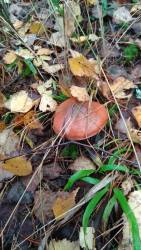 P_20171020_094250_vHDR_Auto.thumb.jpg.7e9d569c4f7f0694d077a102a2357411.jpg