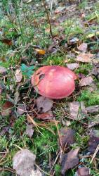 P_20171020_094813_vHDR_Auto.thumb.jpg.0624095e96a9f6962437d08144838d17.jpg