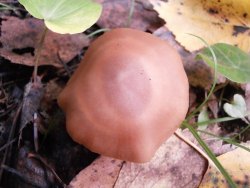 Cortinarius armeniacus 170913 (4).JPG