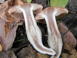 Cortinarius armeniacus 170913 (7).JPG