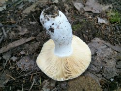 Russula romellii 170807 (1).jpg