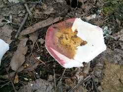 Russula romellii 170807 (2).jpg