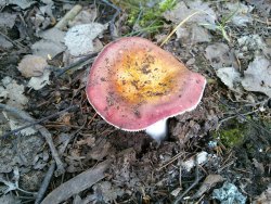 Russula romellii 170807 (3).jpg