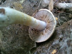 Cortinarius 170815 210 (1).jpg