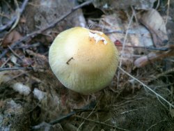 Cortinarius 170815 210 (2).jpg