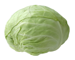 Cabbage-PNG-Picture.thumb.png.95cedaf5f2a684ed27ec8b0ec671cd26.png