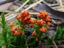 Leocarpus_fragilis_AYV_20170917_01.jpg