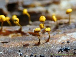 Physarum_viride_AYV_20170715_01.jpg