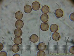 Physarum_viride_AYV_20171103_02.jpg