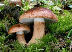 Tricholoma-batschii.thumb.jpg.cb824237b036ce16dd541cde24db31e1.jpg