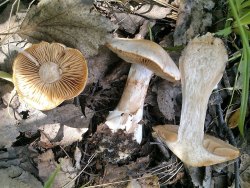 Cortinarius 170717 .jpg