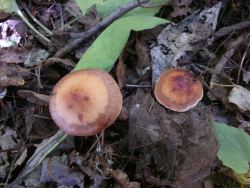 Cortinarius armeniacus 170913 (1).jpg