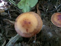 Cortinarius armeniacus 170913 (2).jpg