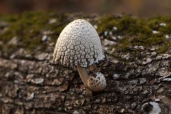 Coprinopsis_variegata_PSA_20171120-02.jpg