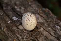 Coprinopsis_variegata_PSA_20171120-03.jpg