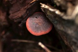 Gymnopilus_luteofolius_PSA_20171116-01.jpg