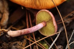 Gymnopilus_luteofolius_PSA_20171116-02.jpg