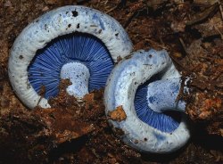 Indigo_Milkcap.thumb.jpg.9d297c0044a30ed340dd9ef6e2b1cb74.jpg