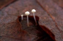 Marasmius_epiphyllus_PSA_20171219-03.jpg