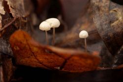 Marasmius_epiphyllus_PSA_20171219-04.jpg