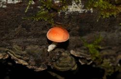 Rhodotus_palmatus_PSA_20160529-03.jpg