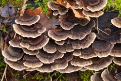 Trametes_versicolor_PSA_20171221-01.jpg